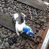 OMG: Kitten Stuck In Bag Of Chips Saved From Subway Tracks